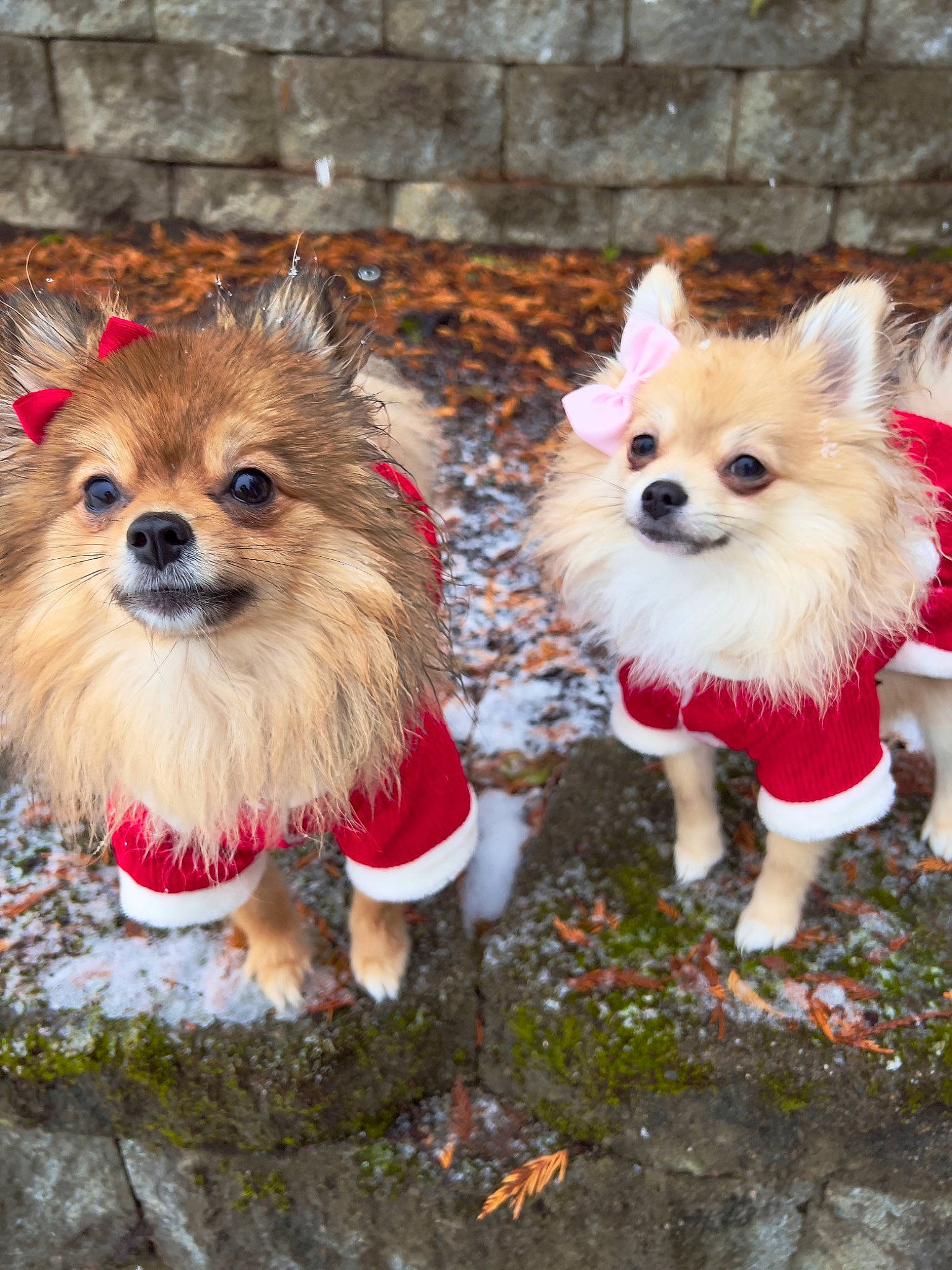 Yuki is registered to the contest to win money with this photo: canidae, carnivore, companion_dog, costume, dog, dog_breed, dog_clothes, dog_supply, fashion_accessory, fawn, fur, german_spitz, plant, snout, spitz, sporting_group, tail, toy_dog, whiskers, working_animal