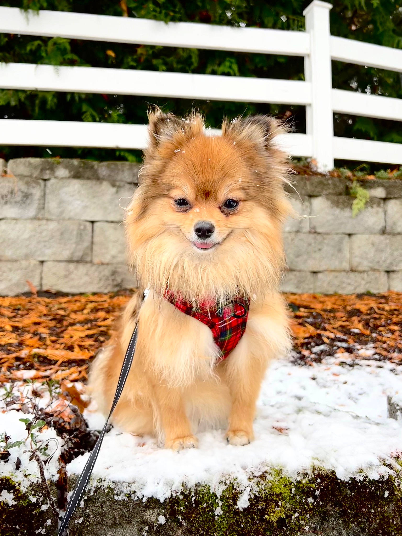 Eevee is registered to the contest to win money with this photo: carnivore, collar, companion_dog, dog, dog_breed, dog_clothes, dog_supply, fawn, fence, fur, pet_supply, snout, snow, spitz, sporting_group, terrestrial_animal, toy_dog, whiskers, winter, working_animal