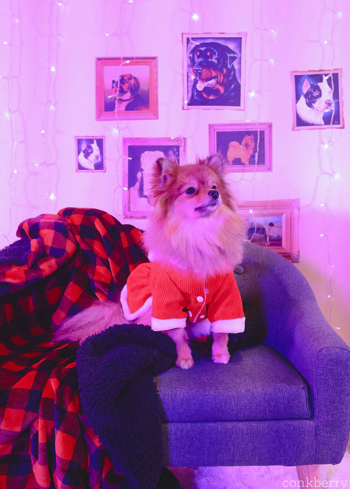 Eevee is registered to the contest to win money with this photo: carnivore, comfort, companion_dog, couch, dress, event, fawn, felidae, fur, interior_design, magenta, picture_frame, pink, plaid, plant, purple, room, tartan, toy, violet