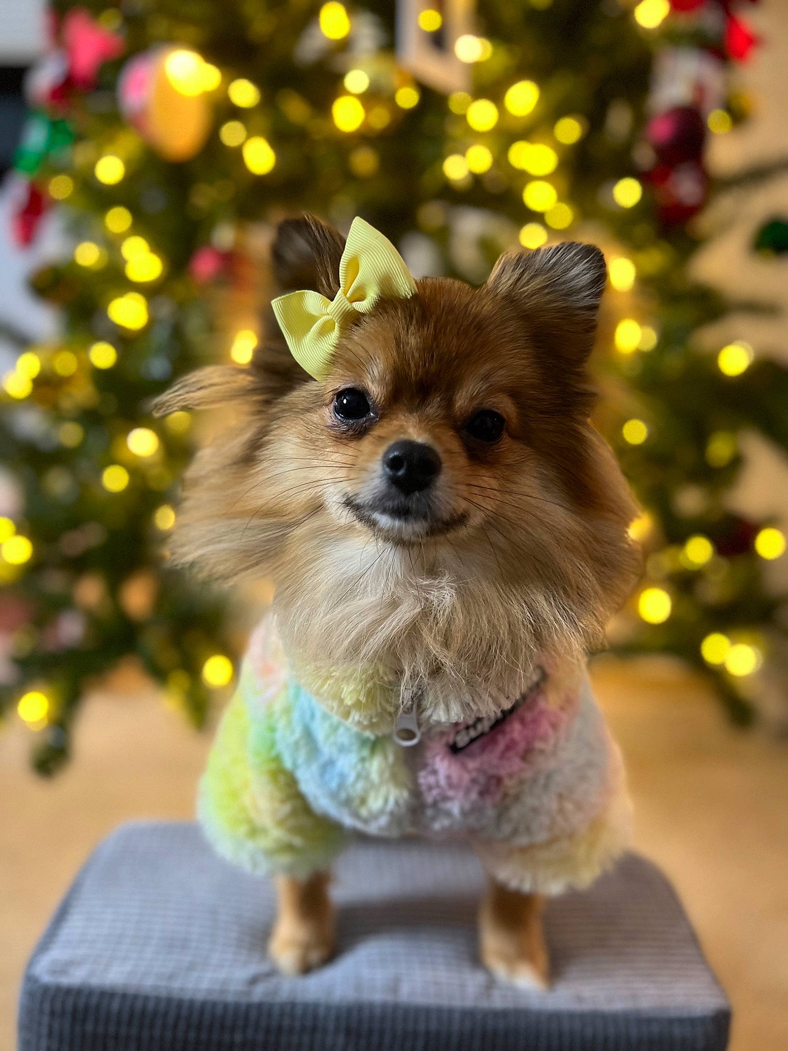 Eevee joined the competition — help win amazing prizes! canidae, carnivore, christmas_tree, companion_dog, dog, dog_breed, dog_clothes, dog_supply, event, fashion_accessory, fawn, fur, holiday, interior_design, pet_supply, snout, sporting_group, toy_dog, whiskers, working_animal