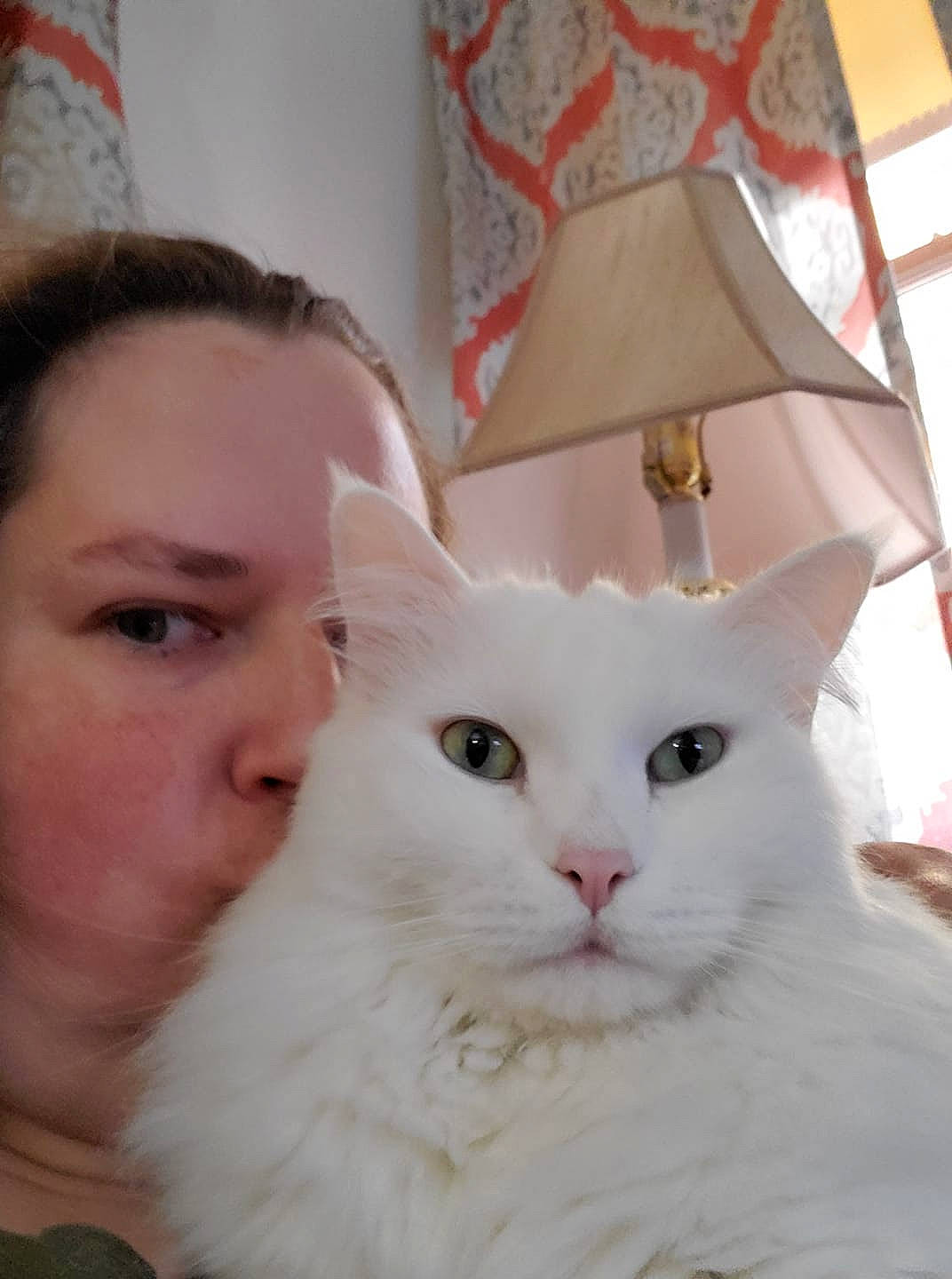 Bobbi joined the competition — help win amazing prizes! asian, burmilla, carnivore, cat, ear, eye, felidae, fur, khao_manee, mammal, nose, persian, ragdoll, small_to_medium_sized_cats, turkish_angora, turkish_van, whiskers, white