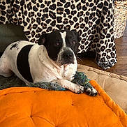 Pablo is registered to the contest to win money with this photo: animal, black_and_white, blanket, canine, comfort, cozy, dog, domestic, furniture, home, indoor, laying_down, leopard_print, orange_cushion, pet, relaxed, resting, rope_toy, toy, wood_floor