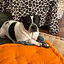 animal, black_and_white, blanket, canine, comfort, cozy, dog, domestic, furniture, home, indoor, laying_down, leopard_print, orange_cushion, pet, relaxed, resting, rope_toy, toy, wood_floor