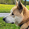 dog, canine, tan_fur, close_up, profile, snout, nose, ear, eye, collar, harness, outdoors, meadow, grass, wildflowers, trees, park, countryside, sunlight, nature