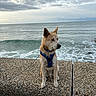 Bandit a rejoint le concours — aidez-le/la à gagner de superbes lots ! dog, beach, pebbles, ocean, sea, waves, shoreline, coast, sky, clouds, outdoor, portrait, sitting, harness, leash, pointed_ears, animal, nature, seascape, phone_screenshot