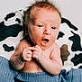 baby, infant, face, hands, expression, blue_blanket, pillow, cow_print, skin, hair, eyes, mouth, indoor, portrait, newborn, cute, child, person, soft_texture, cozy