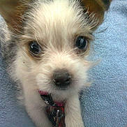 Choupinette participe au concours pour gagner de l'argent avec cette photo :