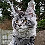 Aston a rejoint le concours — aidez-le/la à gagner de superbes lots ! animal, cat, close_up, domestic_cat, ears, eyes, face, feline, focused, fur, greenery, harness, maine_coon, mammal, nature, outdoor, pet, portrait, whiskers, young_cat