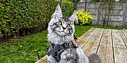 Aston participe au concours pour gagner de l'argent avec cette photo : animal, cat, cloudy_sky, daylight, domestic_cat, fence, fluffy, garden, grass, greenery, harness, hedge, looking_away, nature, outdoor, pet, shrub, silver_tabby, sitting, wooden_table