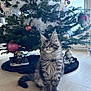 Aston participe au concours pour gagner de l'argent avec cette photo : kitten, cat, tabby, christmas_tree, ornaments, holiday, indoor, decorations, wooden_floor, festive, pet, fluffy, young_cat, tree_skirt, curious, sitting, feline, greenery, bright, cozy