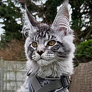 Aston a rejoint le concours — aidez-le/la à gagner de superbes lots ! animal, cat, close_up, domestic_cat, ears, eyes, face, feline, focused, fur, greenery, harness, maine_coon, mammal, nature, outdoor, pet, portrait, whiskers, young_cat