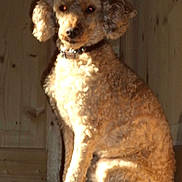 Vick participe au concours pour gagner de l'argent avec cette photo :