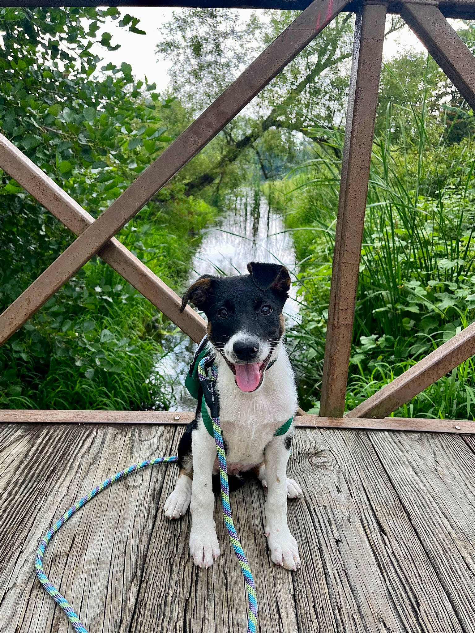 Wally joined the competition — help win amazing prizes! adventure, canidae, carnivore, collar, companion_dog, dog, dog_breed, dog_collar, fashion_accessory, fawn, grass, leash, leisure, plant, recreation, sky, sporting_group, tree, wood, working_animal