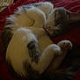cat, sleeping, curled_up, feline, pet, indoor, bed, blanket, comfortable, fur, resting, animal, cute, whiskers, tail, paw, relaxed, domestic, cozy, quiet