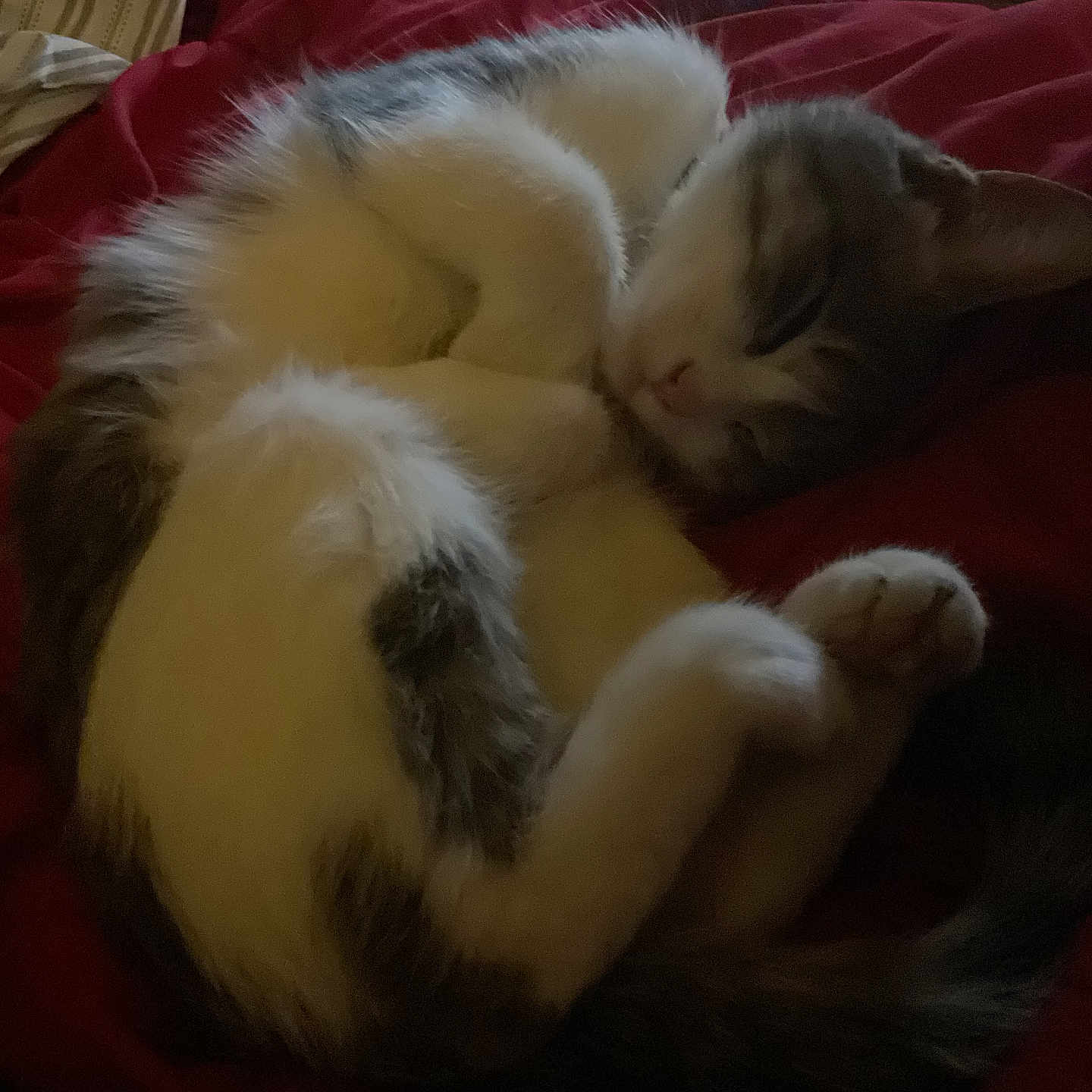 Luna is registered to the contest to win money with this photo: animal, bed, blanket, cat, comfortable, cozy, curled_up, cute, domestic, feline, fur, indoor, paw, pet, quiet, relaxed, resting, sleeping, tail, whiskers