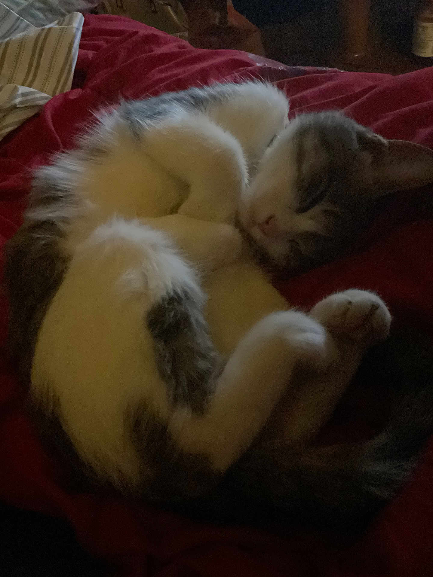 Luna is registered to the contest to win money with this photo: cat, sleeping, curled_up, feline, pet, indoor, bed, blanket, comfortable, fur, resting, animal, cute, whiskers, tail, paw, relaxed, domestic, cozy, quiet