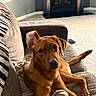 Rusty joined the competition — help win amazing prizes! adorable, armchair, blanket, brown_fur, carpet, dog, fireplace, floppy_ear, indoors, living_room, lounging, pet, pointed_ear, portrait, puppy, reddish_brown, relaxed, sitting, sunlight, tail