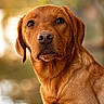 alert, animal, blurred_background, canine, close_up, dog, ears, expression, friendly, fur, golden_brown, looking_away, mammal, nature, outdoor, pet, portrait, snout, sunlight, whiskers