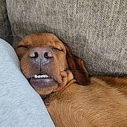 Rusty joined the competition — help win amazing prizes! brown_fur, close_up, closed_eyes, couch, cozy, dog, face, funny_expression, home, indoor, nose, pet, pillow, portrait, relaxed, resting, sleeping, sleepy, snout, teeth