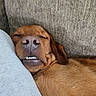 brown_fur, close_up, closed_eyes, couch, cozy, dog, face, funny_expression, home, indoor, nose, pet, pillow, portrait, relaxed, resting, sleeping, sleepy, snout, teeth