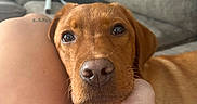 Rusty is registered to the contest to win money with this photo: animal, bracelet, brown_dog, close_up, couch, cozy, cute, dog, eyes, face, floppy_ears, fur, human_arm, human_hand, indoors, nose, pet, portrait, puppy, sitting