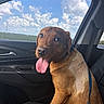 Rusty joined the competition — help win amazing prizes! animal, blue_sky, brown_dog, car, car_interior, clouds, countryside, daylight, dog, happy, harness, open_window, outdoor, passenger_seat, pet, portrait, seatbelt, sitting, tongue_out, vehicle