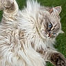 Abby participe au concours pour gagner de l'argent avec cette photo : cat, fluffy, blue_eyes, fur, grass, outdoor, pet, animal, mammal, close_up, portrait, whiskers, paw, relaxed, cute, feline, nature, soft, playful, laying_down