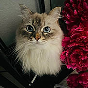 Abby participe au concours pour gagner de l'argent avec cette photo : cat, fluffy, blue_eyes, flower, pink_flower, indoor, curious, pet, feline, close_up, whiskers, fur, domestic_animal, table, power_strip, cord, cardboard, decor, plant, animal