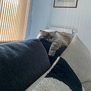 Abby participe au concours pour gagner de l'argent avec cette photo : animal, blinds, cat, comfortable, couch, cozy, domestic, feline, fluffy, fur, home, indoor, lazy, living_room, pet, pillow, relaxed, resting, sleepy, window