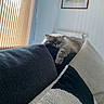 animal, blinds, cat, comfortable, couch, cozy, domestic, feline, fluffy, fur, home, indoor, lazy, living_room, pet, pillow, relaxed, resting, sleepy, window