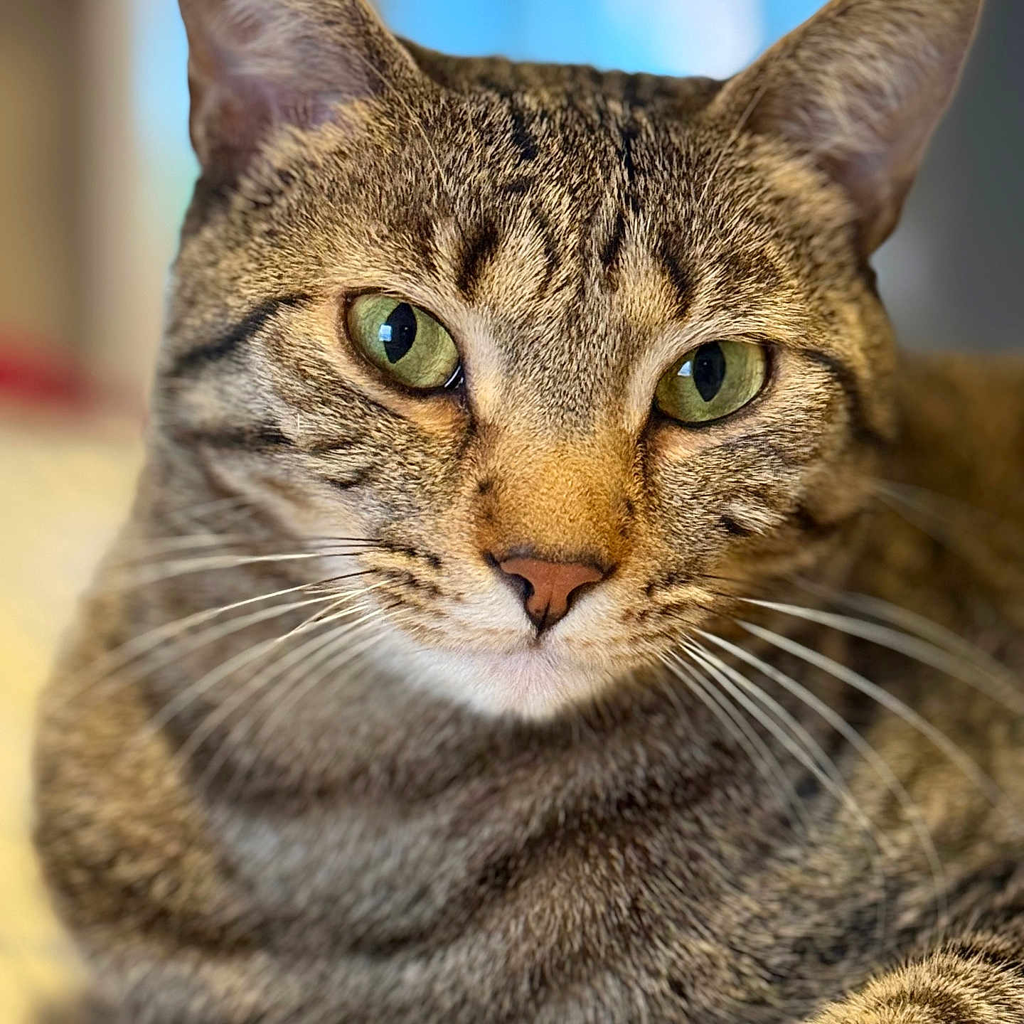Romeo is registered to the contest to win money with this photo: animal, cat, close_up, cute, domestic_cat, face, feline, fur, green_eyes, indoor, looking_at_camera, mammal, paw, pet, portrait, relaxed, resting, soft_background, tabby, whiskers