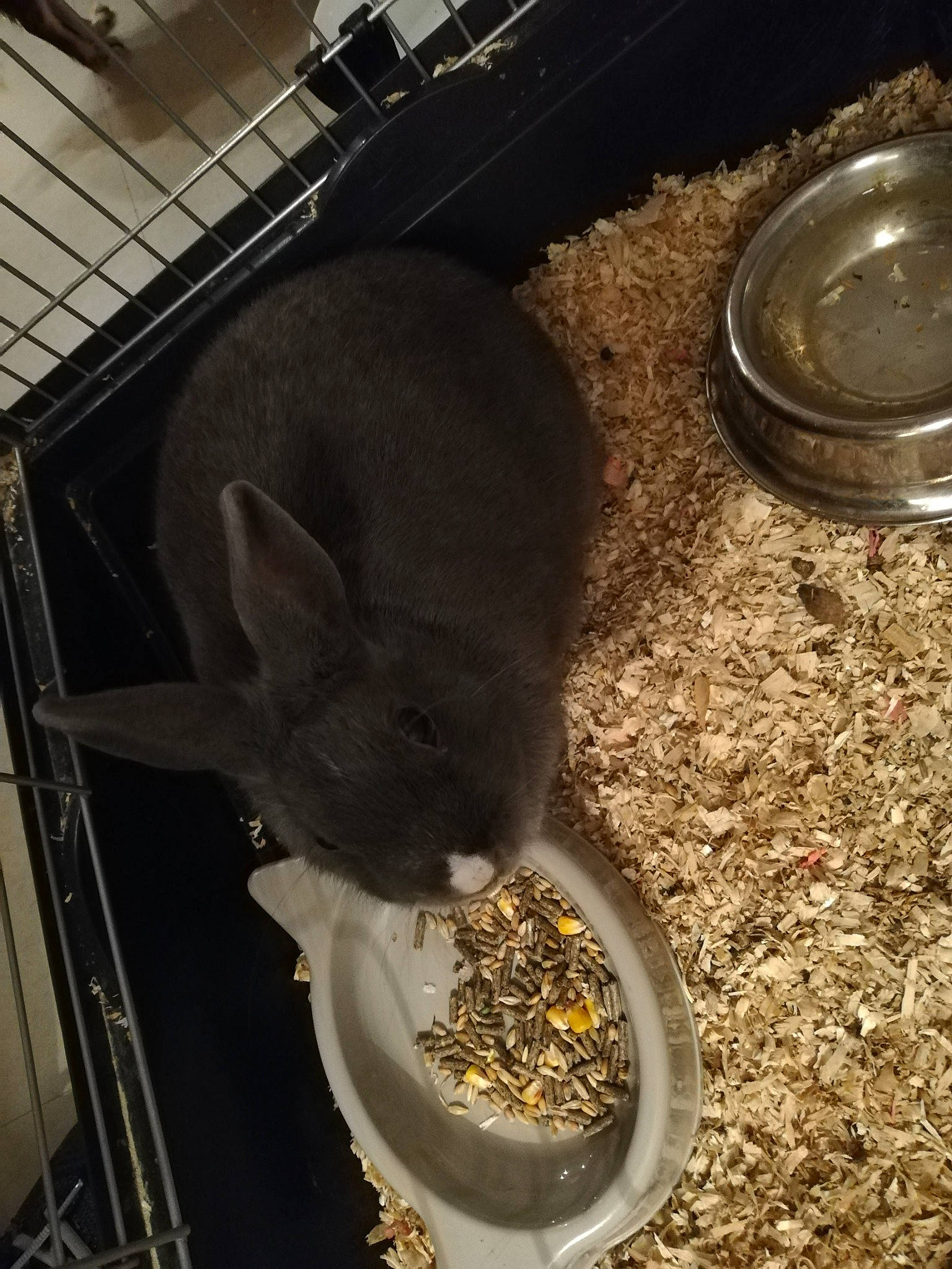 Coquette a rejoint le concours — aidez-le/la à gagner de superbes lots ! chinchilla, rabbit, rodent