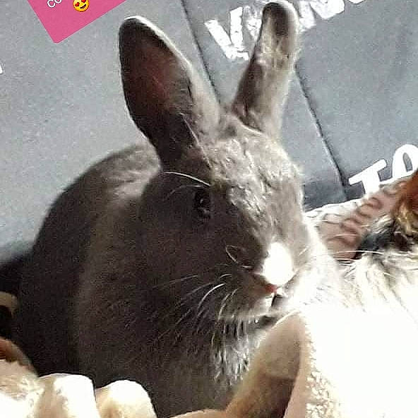 Coquette participe au concours pour gagner de l'argent avec cette photo : domestic_rabbit, ear, fawn, hare, mammal, organism, photo_caption, rabbit, rabbits_and_hares, snout, vertebrate, whiskers