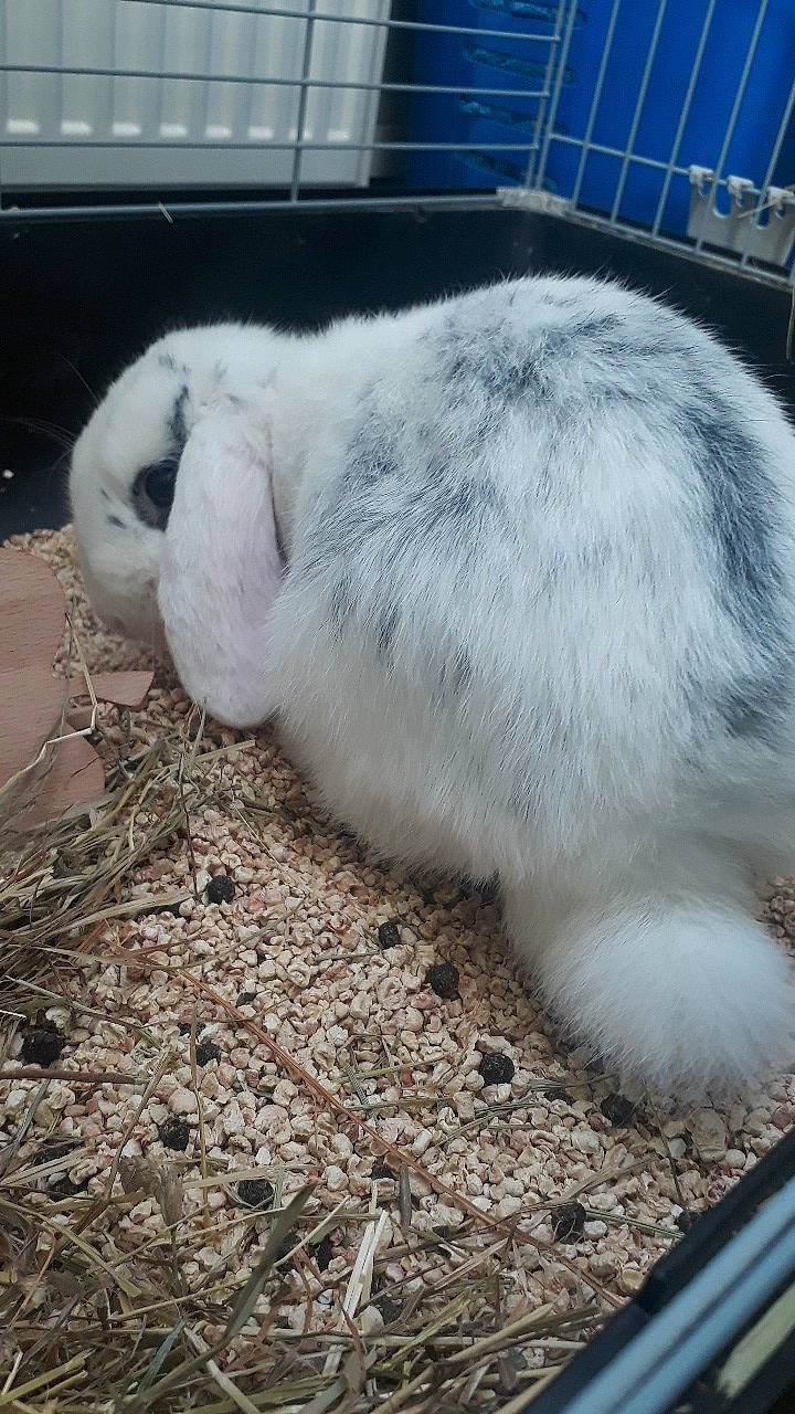 Shadow a rejoint le concours — aidez-le/la à gagner de superbes lots ! domestic_rabbit, hare, rabbit, rabbits_and_hares, snout, whiskers