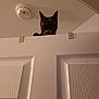 cat, tortoiseshell, pet, door, peeking, door_top, indoor, ceiling, smoke_detector, whiskers, ears, curious, eyes, paw, wood_texture, panel_door, shadow, lighting, portrait, home_interior