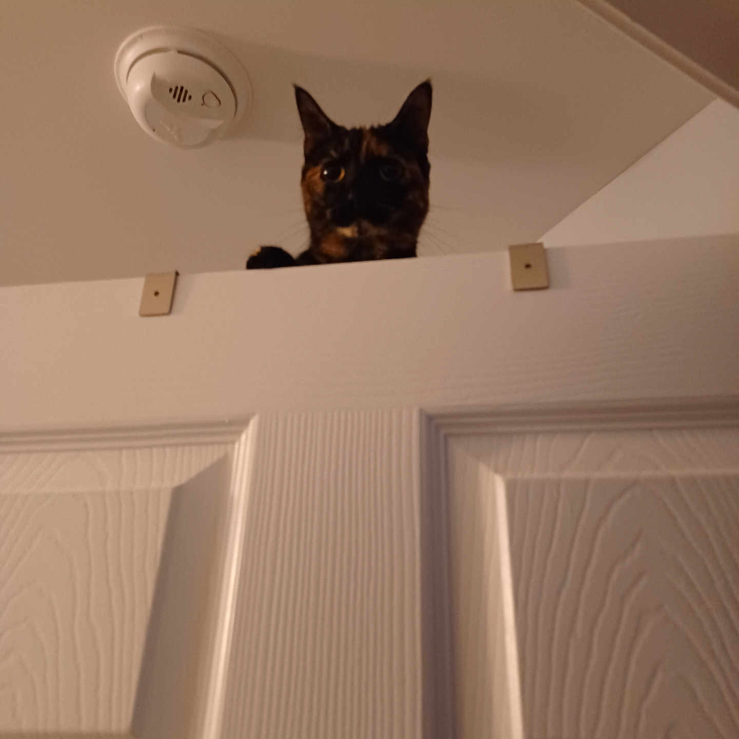 Pinecone joined the competition — help win amazing prizes! cat, ceiling, curious, door, door_top, ears, eyes, home_interior, indoor, lighting, panel_door, paw, peeking, pet, portrait, shadow, smoke_detector, tortoiseshell, whiskers, wood_texture