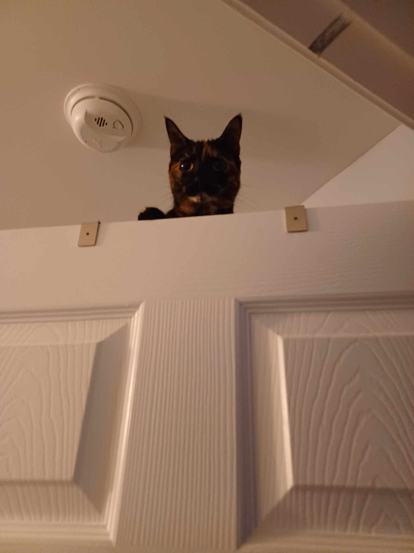Pinecone joined the competition — help win amazing prizes! cat, tortoiseshell, pet, door, peeking, door_top, indoor, ceiling, smoke_detector, whiskers, ears, curious, eyes, paw, wood_texture, panel_door, shadow, lighting, portrait, home_interior