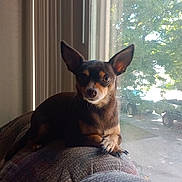 Precious joined the competition — help win amazing prizes! dog, small_dog, indoor, couch, window, sunlight, ears, pet, animal, relaxed, looking, daylight, home, furniture, resting, brown_dog, canine, domestic, curious, side_view