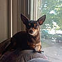 dog, small_dog, indoor, couch, window, sunlight, ears, pet, animal, relaxed, looking, daylight, home, furniture, resting, brown_dog, canine, domestic, curious, side_view