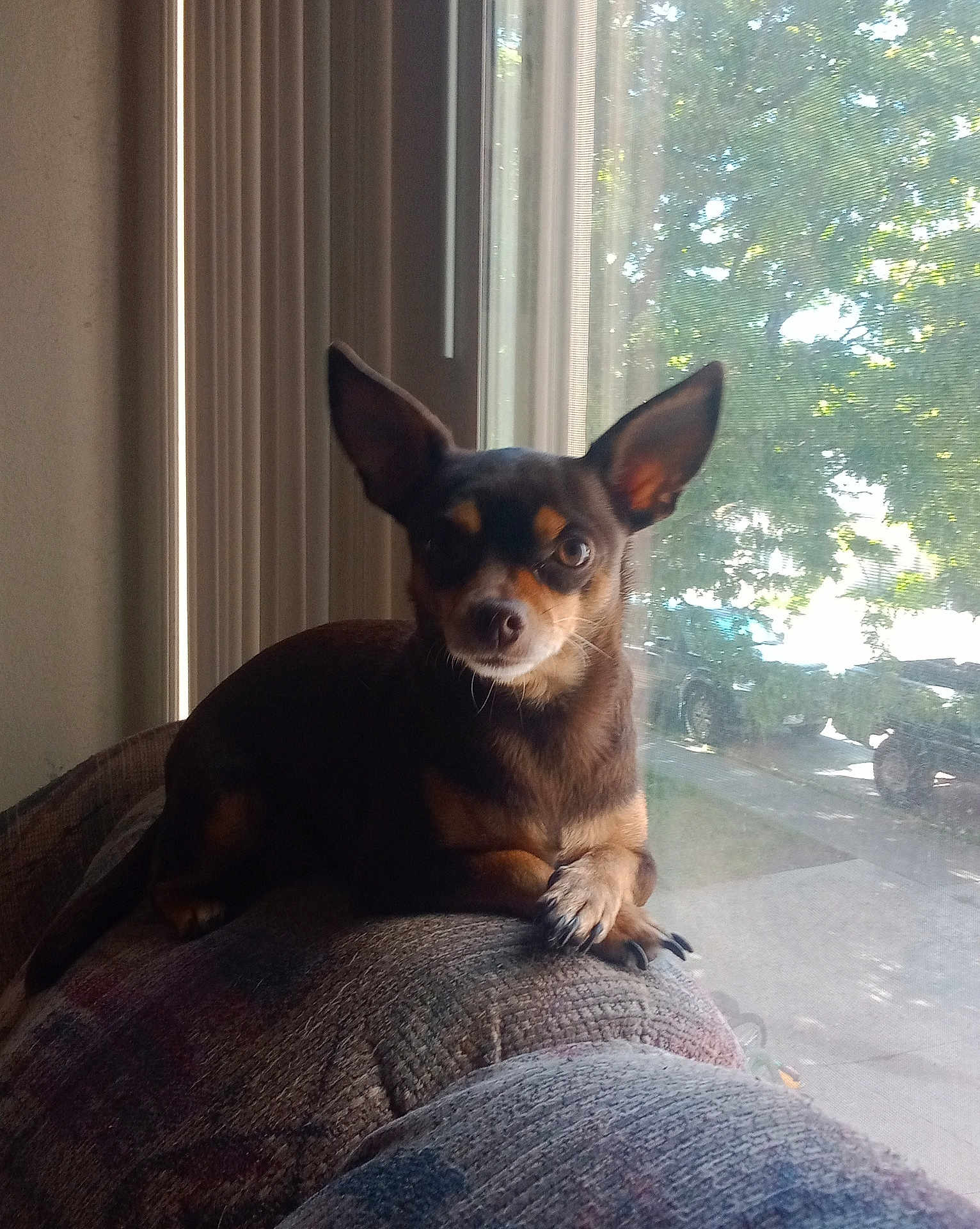 Precious joined the competition — help win amazing prizes! dog, small_dog, indoor, couch, window, sunlight, ears, pet, animal, relaxed, looking, daylight, home, furniture, resting, brown_dog, canine, domestic, curious, side_view