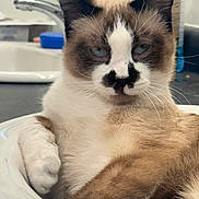 Waabi Makwa is registered to the contest to win money with this photo: cat, sink, indoor, relaxed, animal, pet, feline, whiskers, fur, closeup, blue_eyes, brown_and_white, domestic_cat, face, ear, paw, resting, cute, mustache_pattern, household