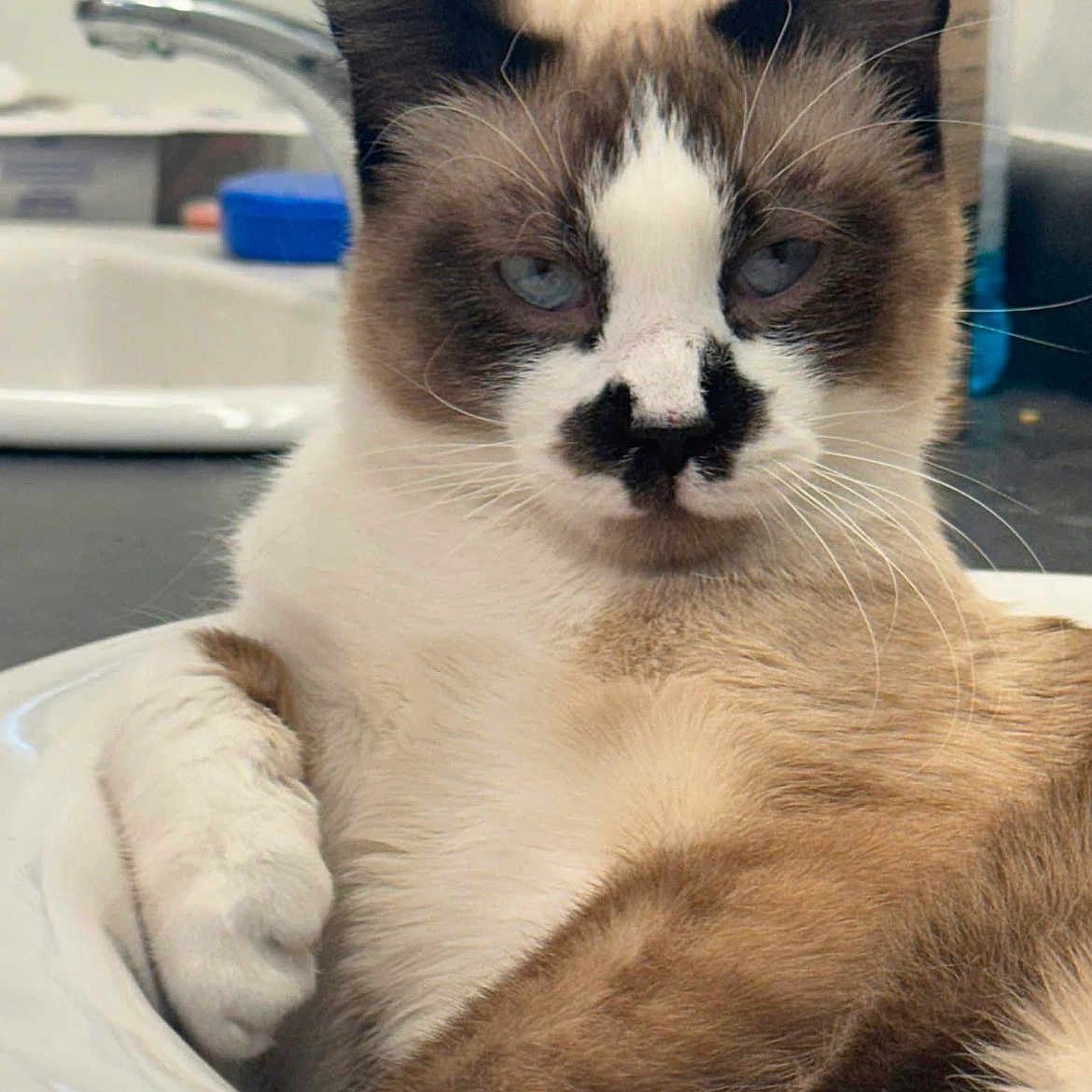 Waabi Makwa is registered to the contest to win money with this photo: animal, blue_eyes, brown_and_white, cat, closeup, cute, domestic_cat, ear, face, feline, fur, household, indoor, mustache_pattern, paw, pet, relaxed, resting, sink, whiskers