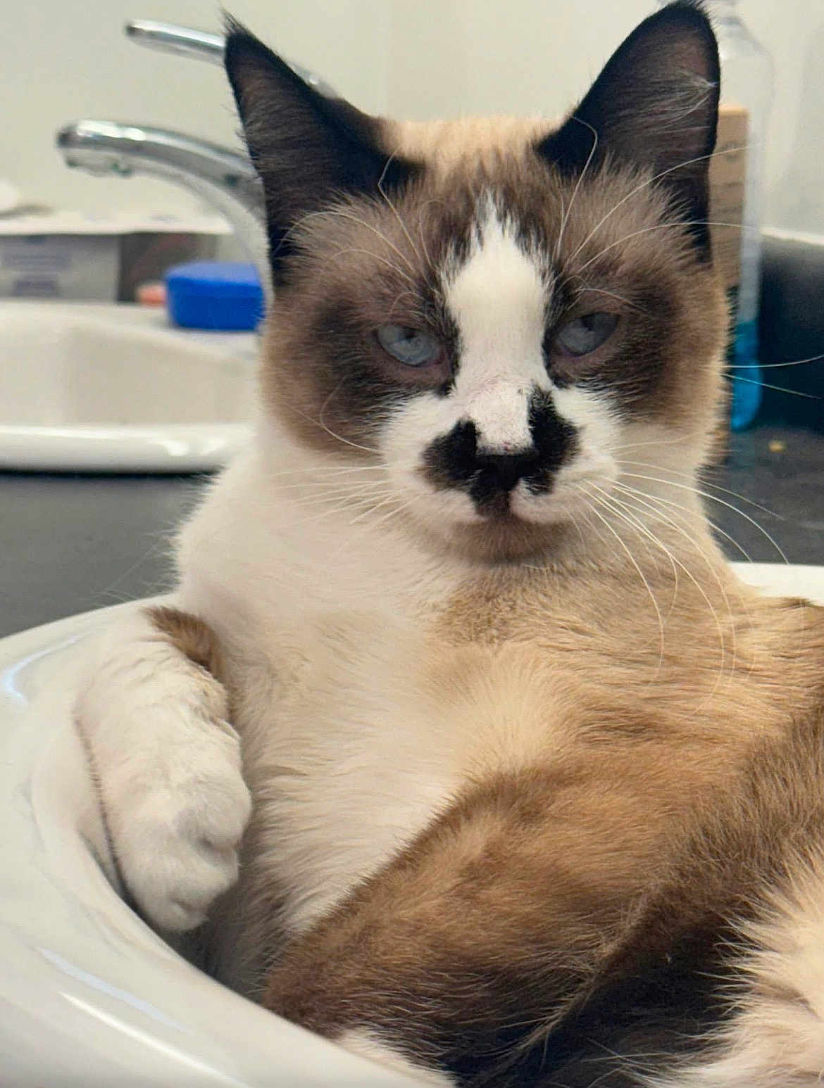 Waabi Makwa is registered to the contest to win money with this photo: cat, sink, indoor, relaxed, animal, pet, feline, whiskers, fur, closeup, blue_eyes, brown_and_white, domestic_cat, face, ear, paw, resting, cute, mustache_pattern, household