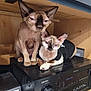 sphynx_cat, cat, hairless_cat, pair, electronics, receiver, denon, shelf, wooden_shelf, indoor, pet, staring, wrinkled_skin, big_ears, paws, black_sweater, blue_eyes, resting, audio_equipment, curious