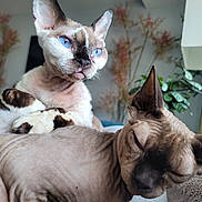 Jack joined the competition — help win amazing prizes! cat, sphynx_cat, hairless_cat, pet, feline, close_up, blue_eyes, paws, ears, whiskers, indoor, lamp, houseplant, blanket, cushion, portrait, sleeping, awake, companionship, cozy