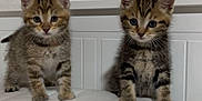 Naika a rejoint le concours — aidez-le/la à gagner de superbes lots ! kitten, cat, tabby, pet, animal, young, feline, cute, indoor, mammal, fur, whiskers, ears, eyes, small, two, standing, curious, bed, white