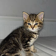 Naika a rejoint le concours — aidez-le/la à gagner de superbes lots ! kitten, cat, tabby, feline, pet, young, fur, whiskers, indoor, curious, cute, animal, mammal, small, sitting, looking, soft, texture, white, background