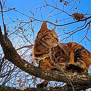 Romy participe au concours pour gagner de l'argent avec cette photo : cat, tabby_cat, tree, branch, sky, nature, outdoor, animal, feline, wildlife, leafless_tree, sunlight, daytime, forest, park, perched, animal_portrait, curious, alert, brown