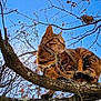 cat, tabby_cat, tree, branch, sky, nature, outdoor, animal, feline, wildlife, leafless_tree, sunlight, daytime, forest, park, perched, animal_portrait, curious, alert, brown