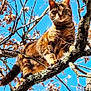 cat, tabby, tree, branch, autumn, leaves, blue_sky, outdoor, animal, feline, nature, pet, wildlife, sunlight, closeup, daytime, mammal, cute, alert, climbing
